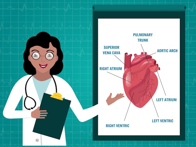 Vector doctor cardiologist shows presentations of heart in vector illustration