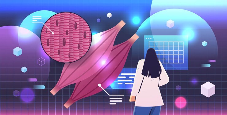 Vector doctor examining detailed explanation muscle structure human internal organ anatomy healthcare medicine concept