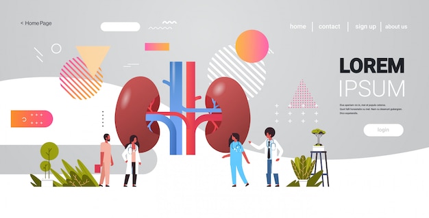 Doctors team inspecting checking kidneys human internal organ examination healthcare medicine concept full length copy space horizontal