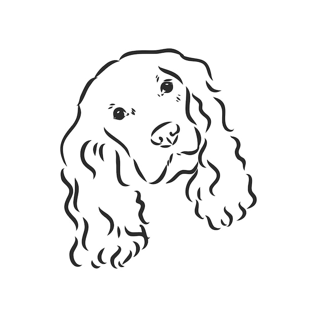 Dog breed cocker spaniel muzzle, sketch vector graphics black and white drawing