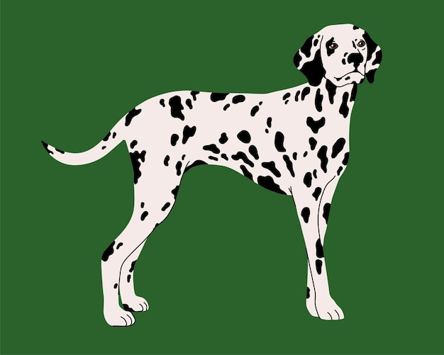 Vettore immagine piatta del vettore dalmata della razza del cane isolata su sfondo verde