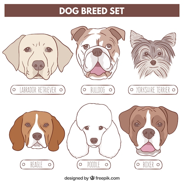 Vector dog breed drawn set