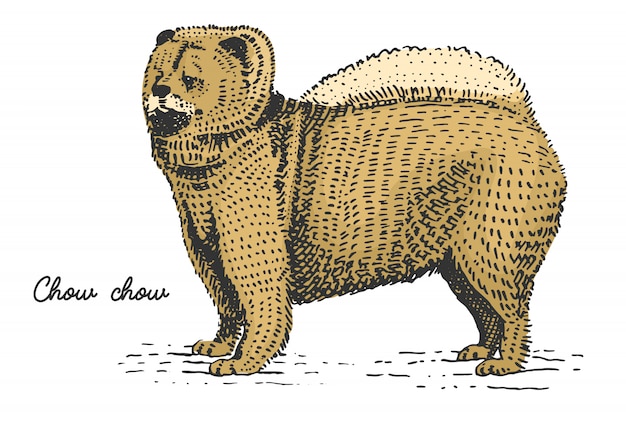 Razza di cane incisa, illustrazione disegnata a mano in stile scratchboard xilografia, specie vintage.