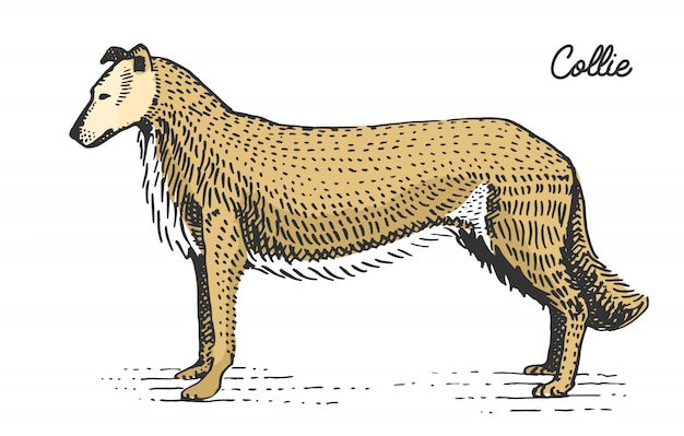 Собака выгравированы породы, рисованной иллюстрации в стиле гравюры на дереве, старинные виды.