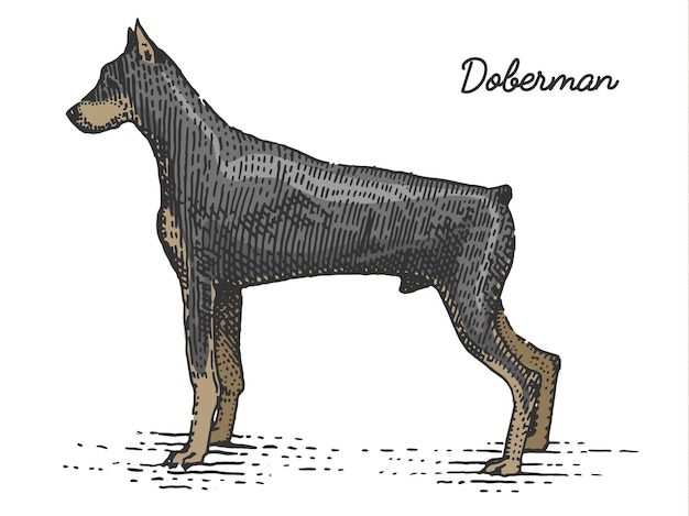 犬の品種は、木版画のスクラッチボードスタイルのヴィンテージ種で手描きのベクトル図を刻印しました