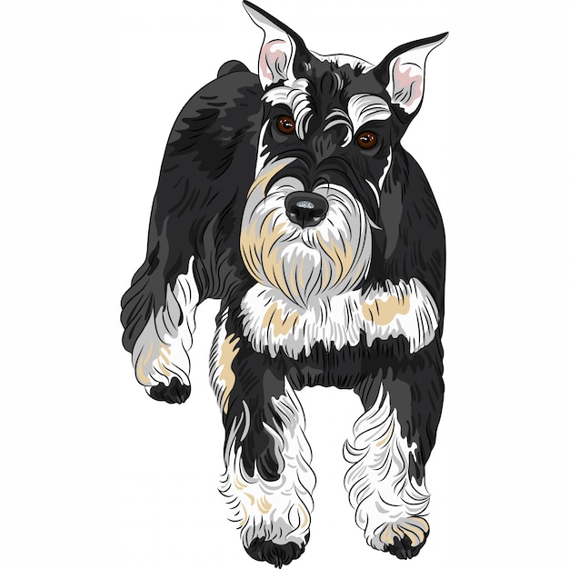 Vector dog breed miniature schnauzer black and silver color