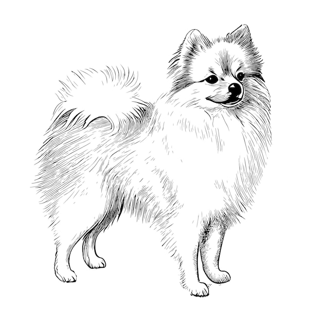 Dog breed spitz hand drawn engraving sketch.Vector illustration.