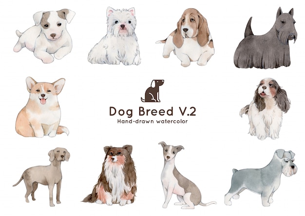 Dog breed watercolor illustration