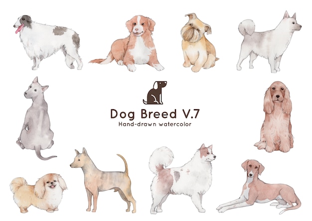 Dog breed watercolor illustration