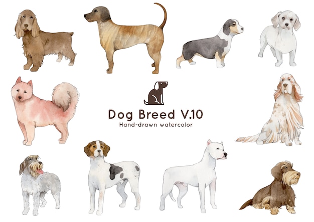 Вектор Акварельная иллюстрация породы собак