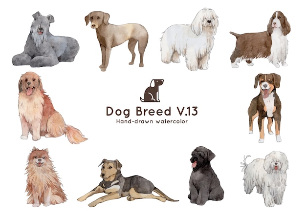 Vector dog breed watercolor illustration