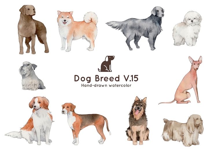 Vector dog breed watercolor illustration