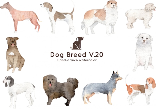 Vector dog breed watercolor illustration