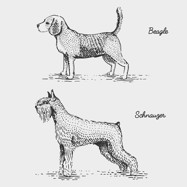 犬の品種が刻まれた、木版画のスクラッチボードスタイルの手描きイラスト