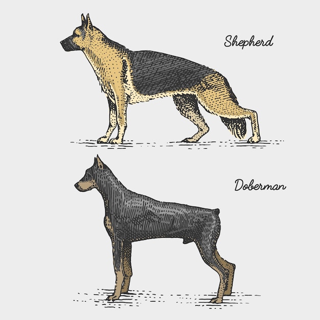 Породы собак выгравированы, рисованной иллюстрации в стиле гравюры на дереве