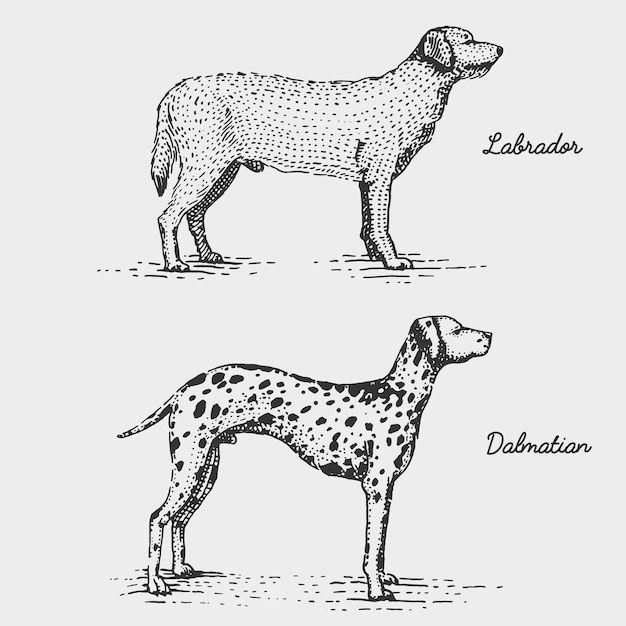 犬の品種が刻まれた、木版画のスクラッチボードスタイルの手描きイラスト
