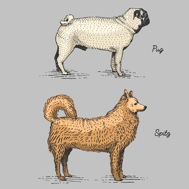 Vettore razze canine incise, illustrazione disegnata a mano in stile xilografia gratta e vinci