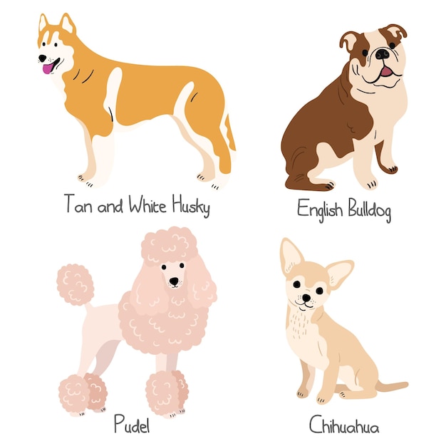 Vector dog breeds illustrations set collection