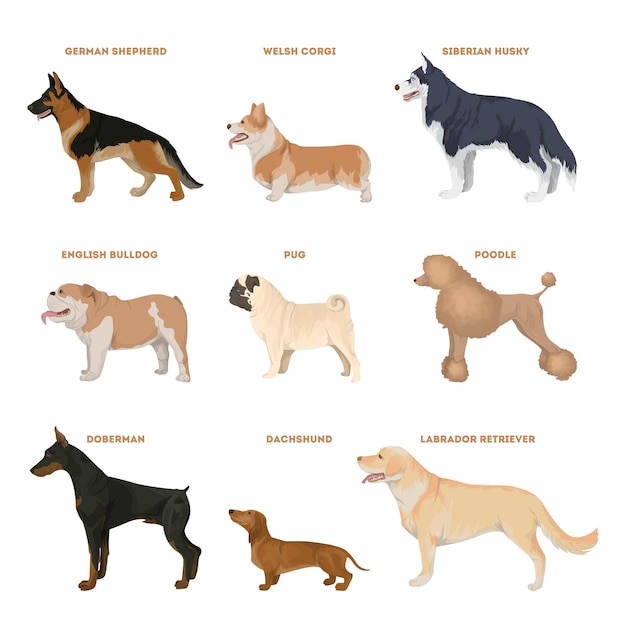 Vettore set di razze canine illustrazione di cani come pug corgi e altro ancora