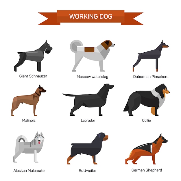 Vector dog breeds vector set isolated. illustration in flat style design. labrador, malamute, rottweiler, collie, german shepherd.