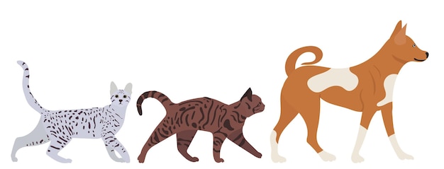 Vector dog and cats walking in flat style isolated vector