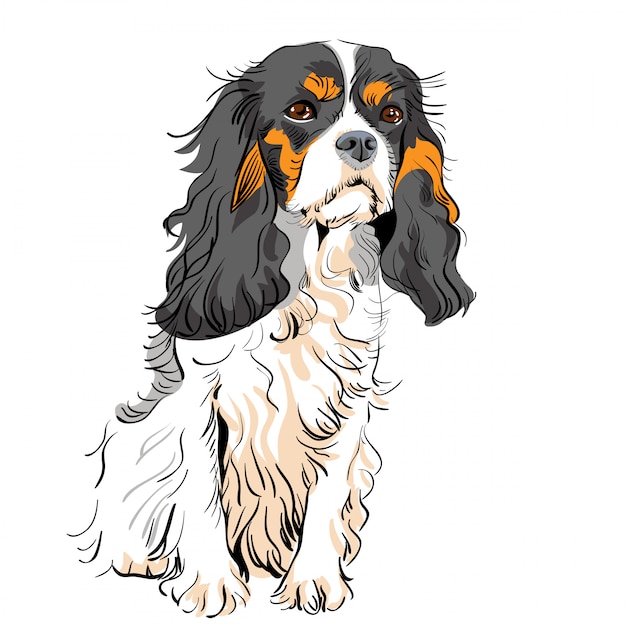 dog Cavalier King Charles Spaniel