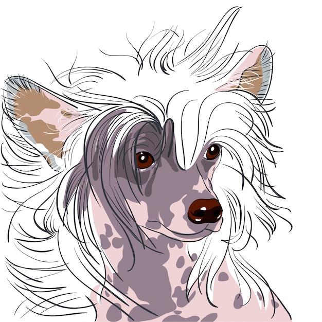 dog Chinese Crested breed