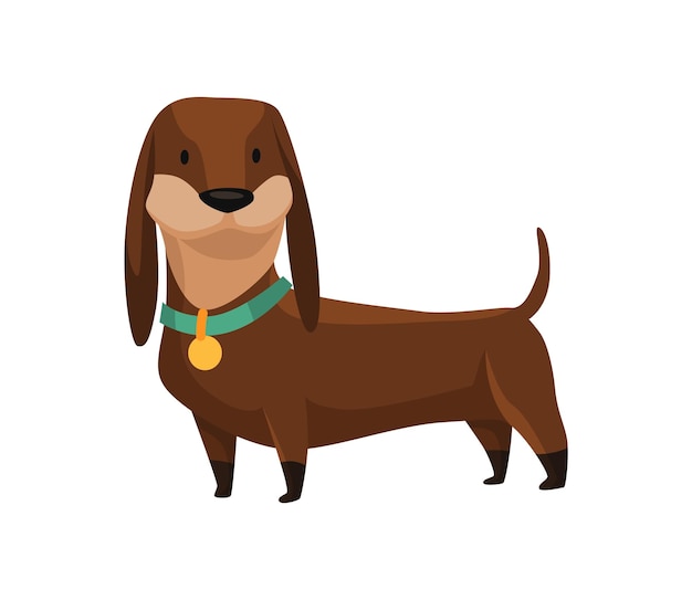 Dog dachshund Cute funny character portrait Shortlegged pet with long body is standing on four Adorable cartoon vector illustration