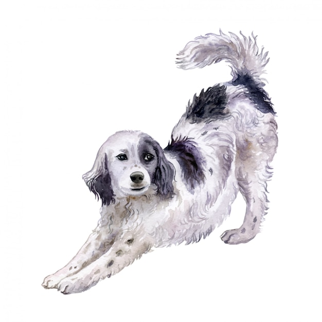 Dog English Setter in watercolor