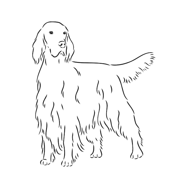 Dog Hand Drawn English setter Vector illustration isolated setter vector sketch