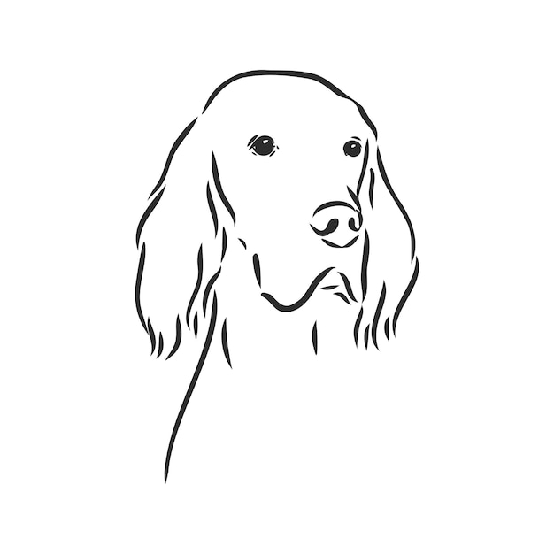Dog hand drawn english setter vector illustration isolated setter vector sketch