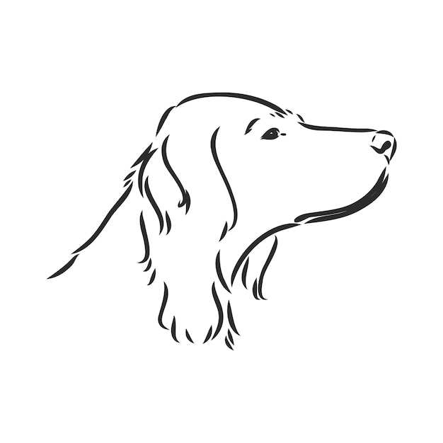 Cane disegnato a mano setter inglese illustrazione vettoriale isolato setter