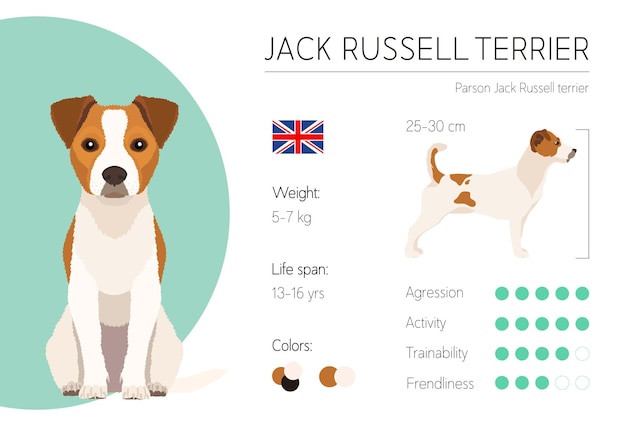 犬のインフォグラフィック。ベクトルデザインテンプレート。品種の特徴。ジャックラッセルテリア
