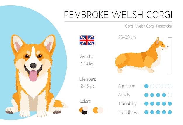 Vettore infografica sul cane. modello di disegno vettoriale. caratteristiche della razza. welsh corgi pembroke