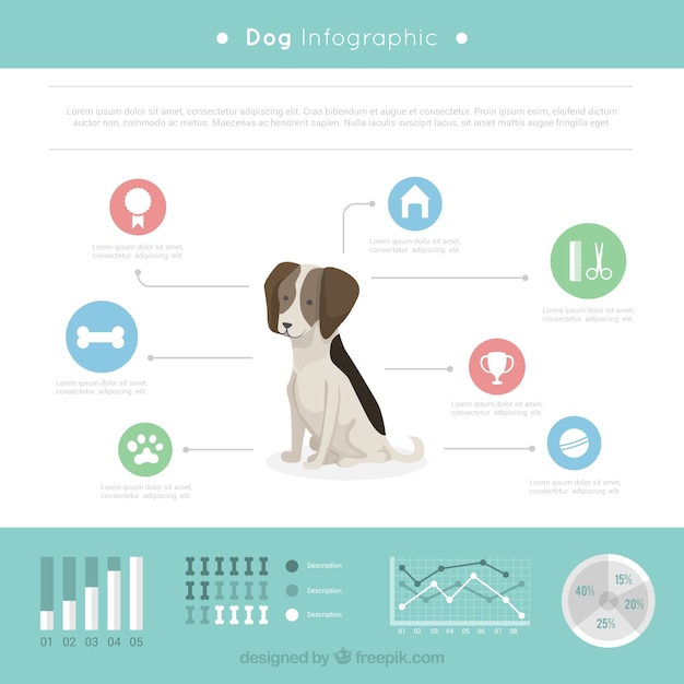 Vector dog infographic