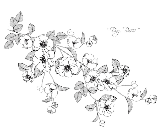 Vector dog rose flower drawings.