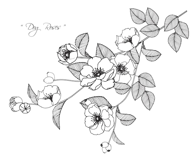 Dog rose flower drawings.