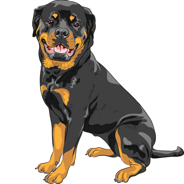 Vettore cane di razza rottweiler