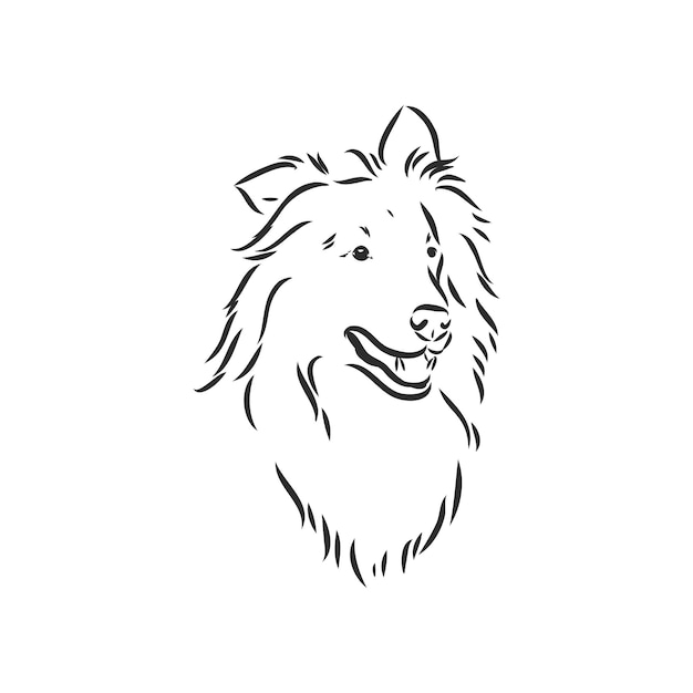 白い背景で隔離の犬ラフコリーベクトルイラストコリーベクトル