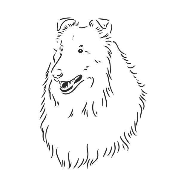 Cane rough collie isolato su sfondo bianco illustrazione vettoriale collie