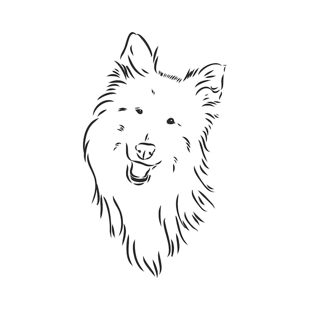 Cane rough collie isolato su sfondo bianco illustrazione vettoriale collie