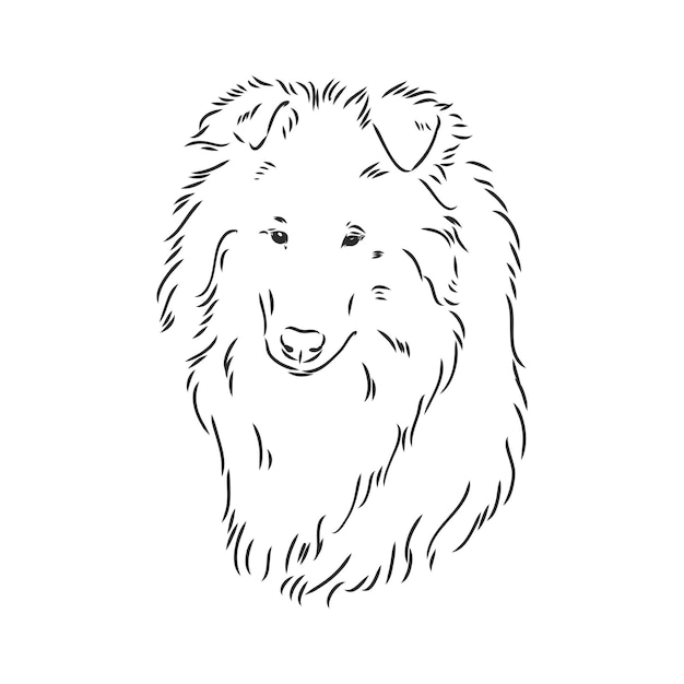 Dog Rough Collie isolated on White background Vector illustration collie