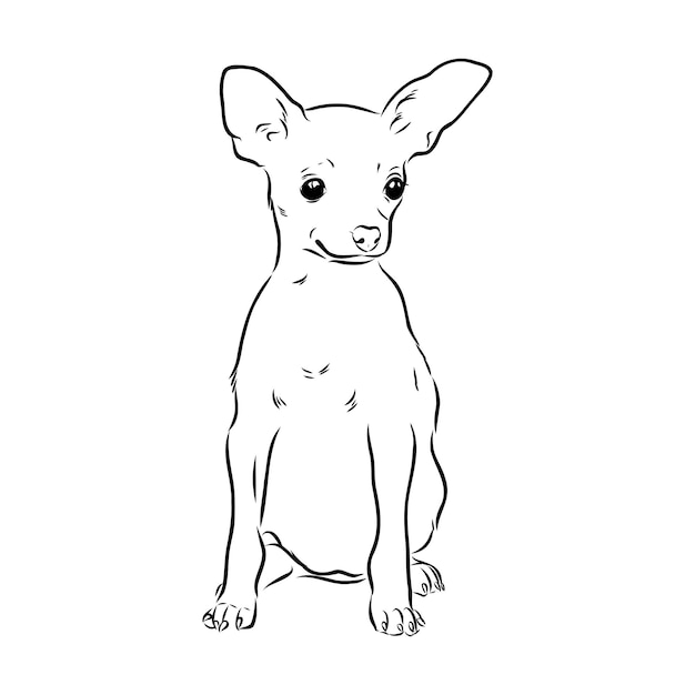 Dog russian toy terrier hand drawn vector llustration realistic sketch toy terrier vector sketch