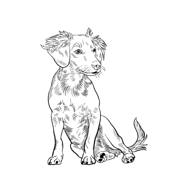 Dog sketch