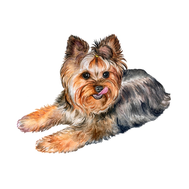 Dog Yorkshire Terrier Watercolor