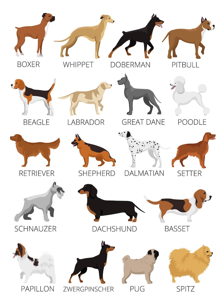 Vector dogs breed set.  flat illustrations