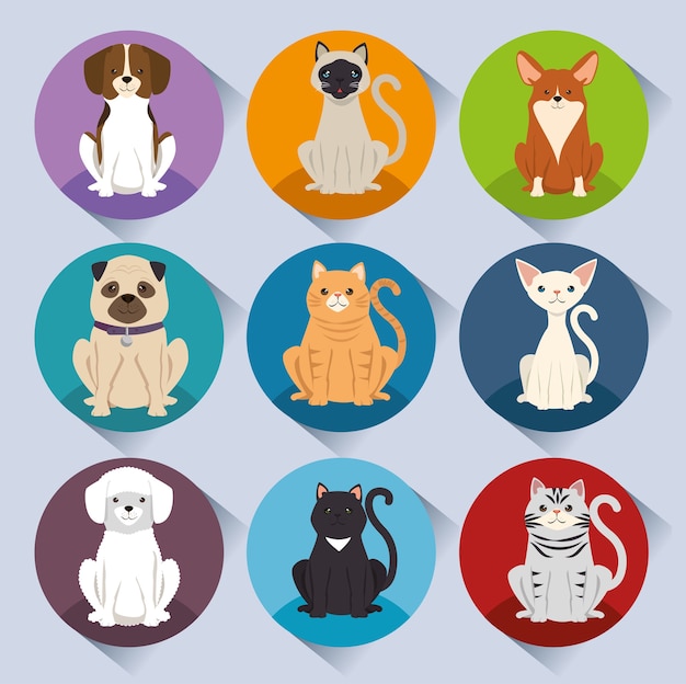 Vector dogs and cats pets characters