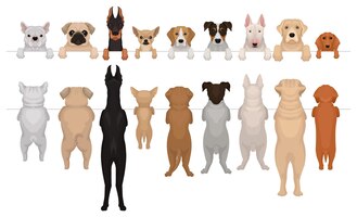 Dogs of different breeds hanging on border portraits of muzzles with paws and full bodies front and back view flat vector design