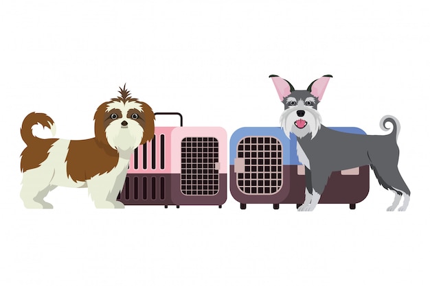 개와 애완 동물 운송 상자 화이트
