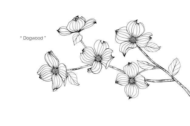 Premium Vector  Dogwood flower drawing illustration